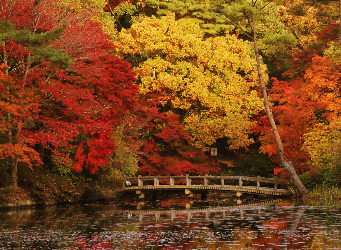 🌳 고베 시립 삼림식물원 (고베 시리츠 신린 쇼쿠부츠엔) 이미지 9